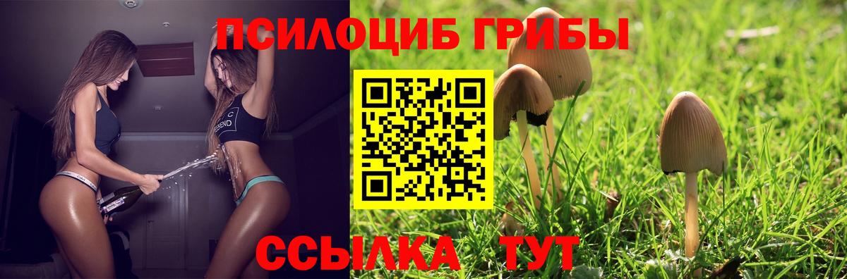 Тосно  Псилоцибиновые грибы Magic Shrooms  закладка  Вход с VPN 